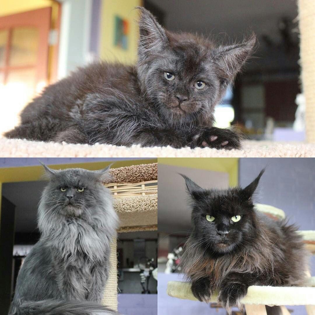 Мейн кун Валькирия