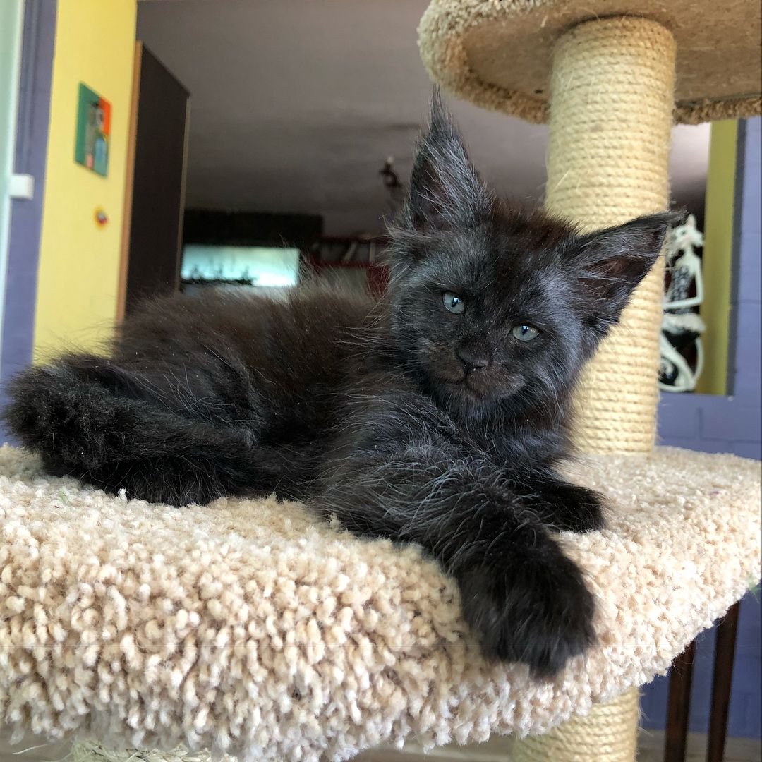 Кошка Мейн кун Валькирия