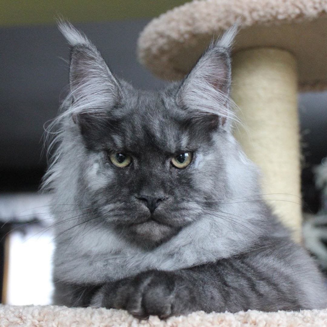 Кошка Мейн кун Валькирия