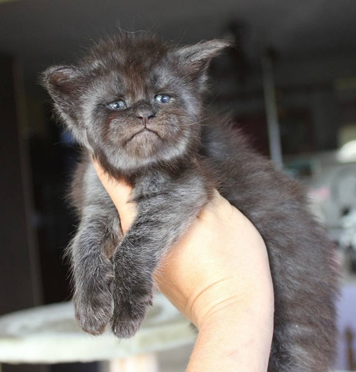 Мейн кун великан