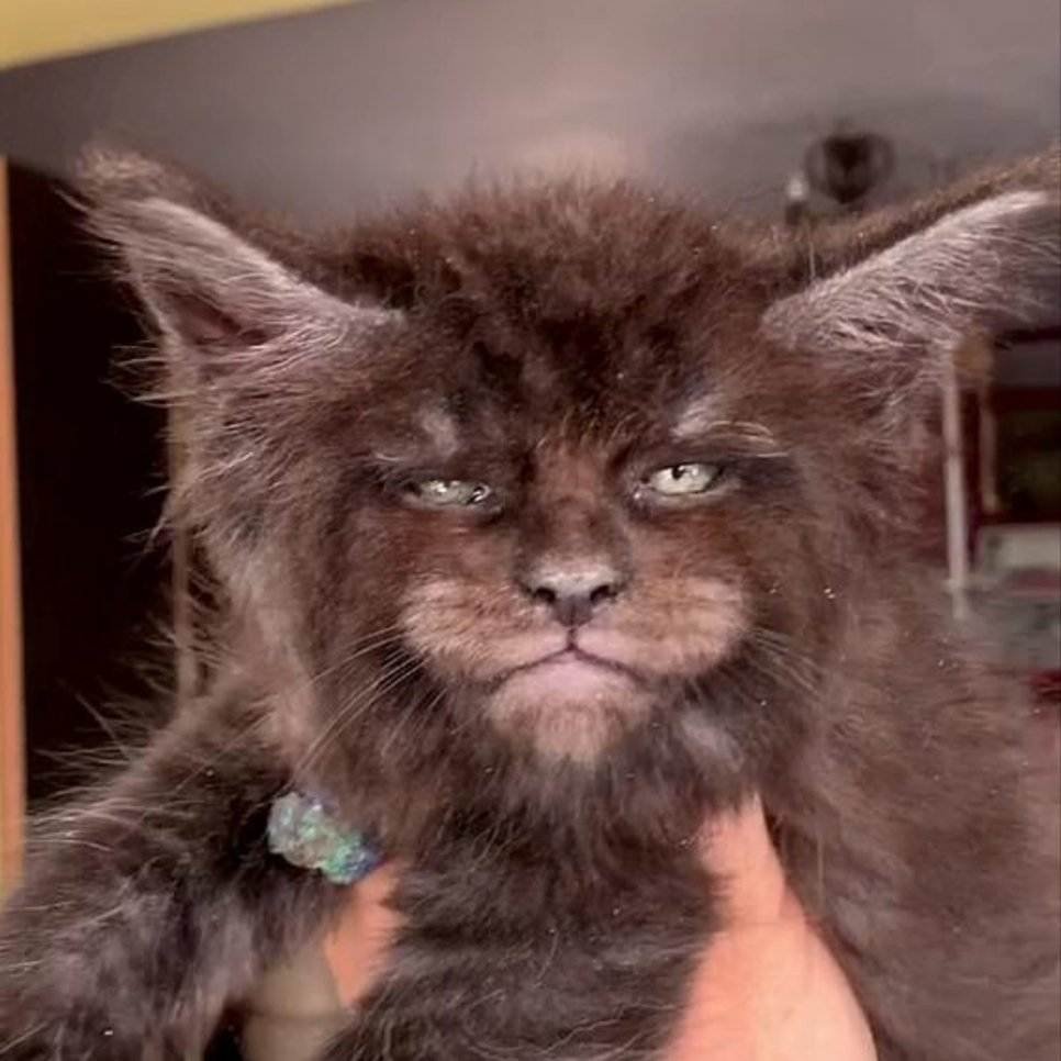 Кот Мейн кун