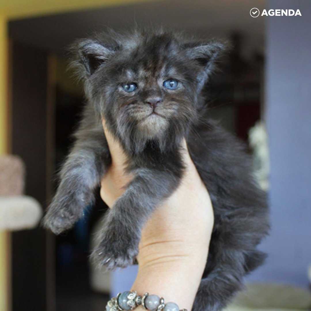 Кошка Мейн кун Валькирия