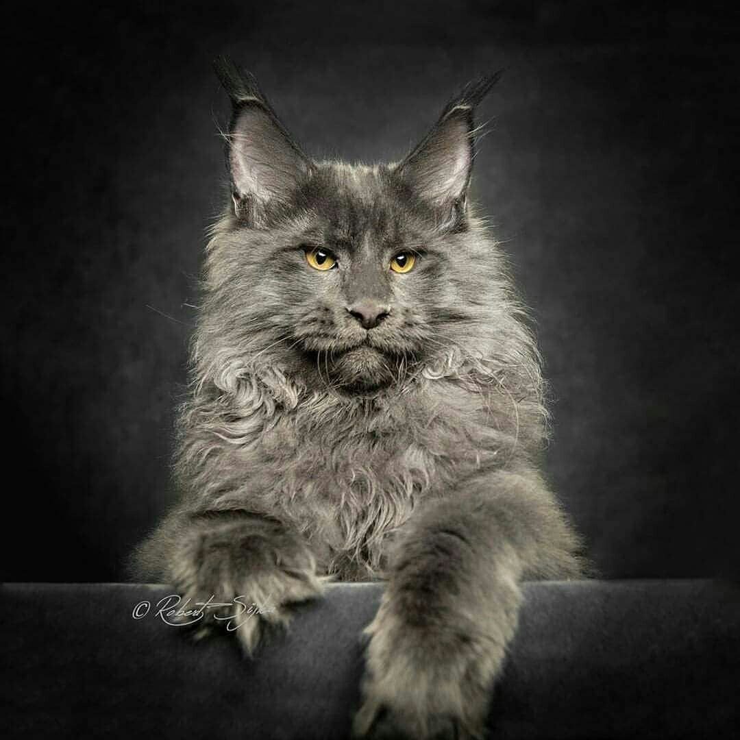 Мейн кун серебристый