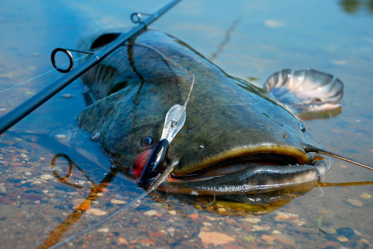 Сом рыбалка