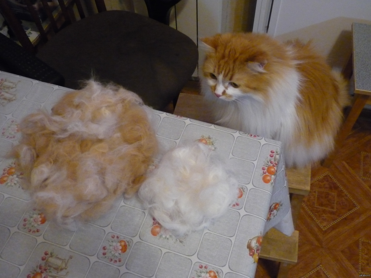 Вычесывание кошек