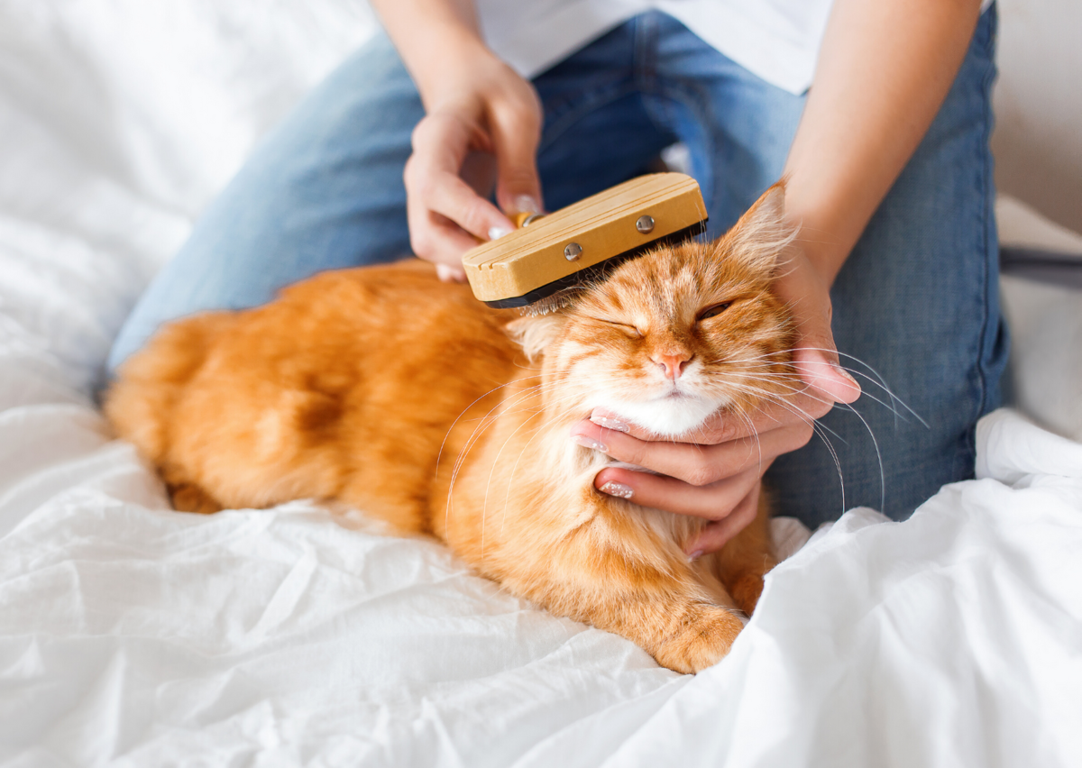 Сезонная линька у котов