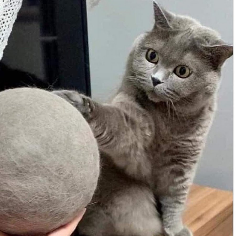 Кошачья линька