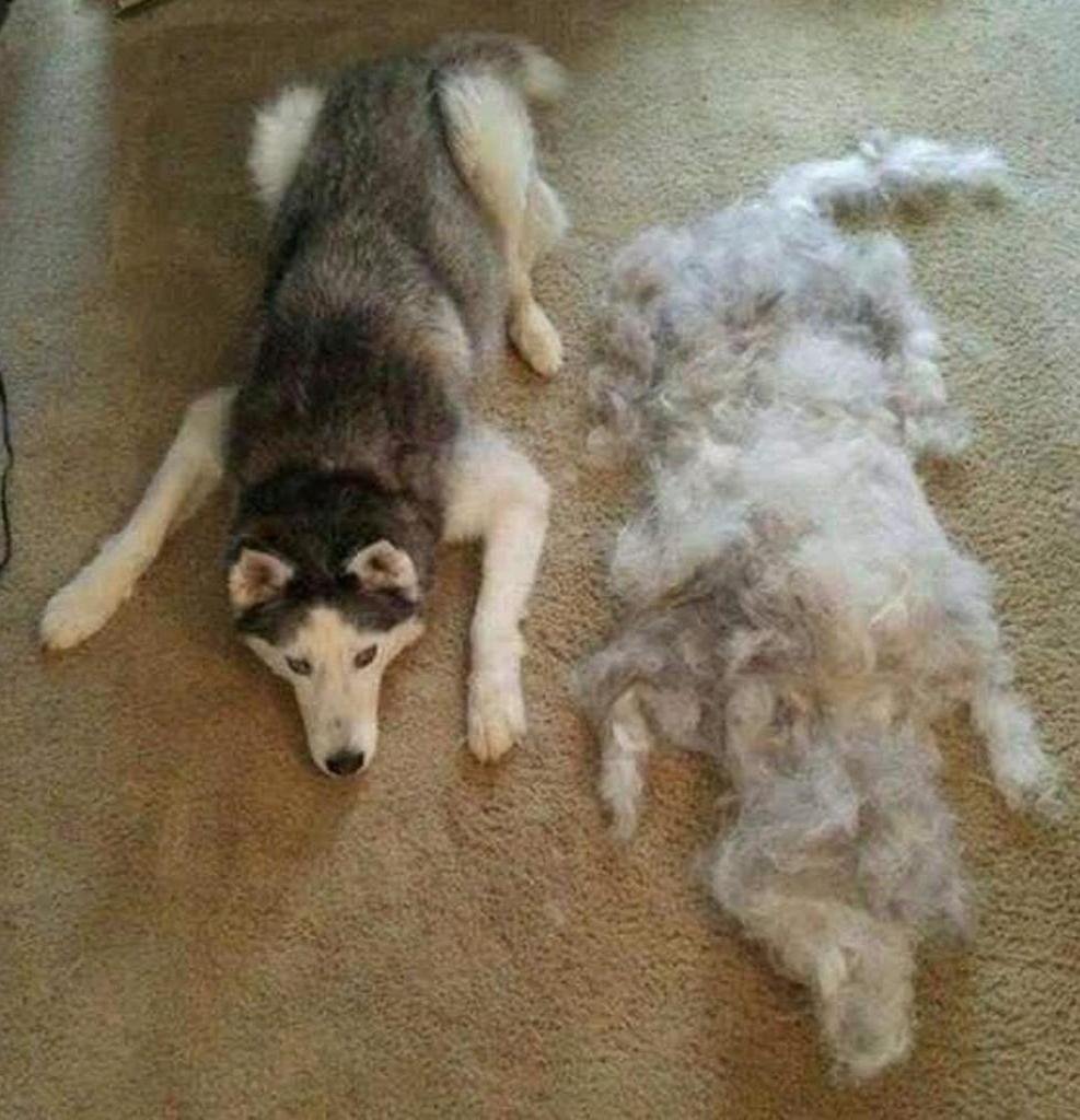 Линька у хаски