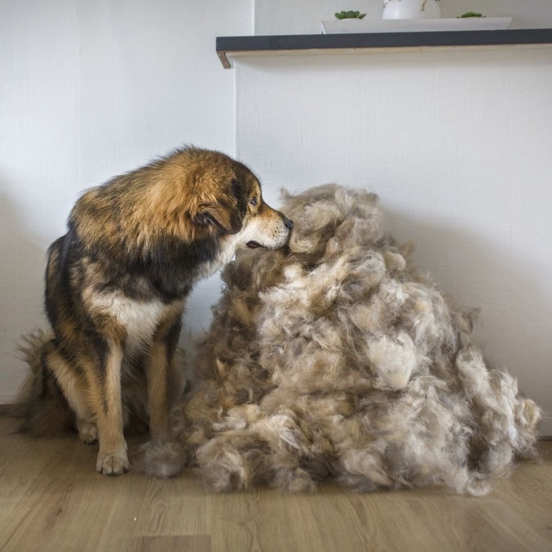 Собака вид сверху