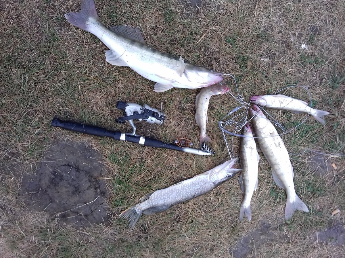 Живцовая закидушка