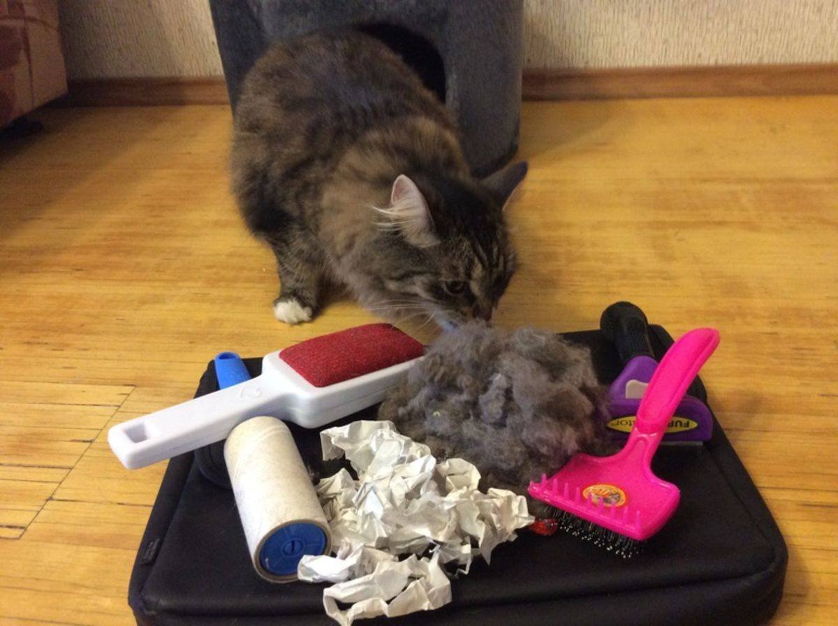 Кошачья шерсть везде