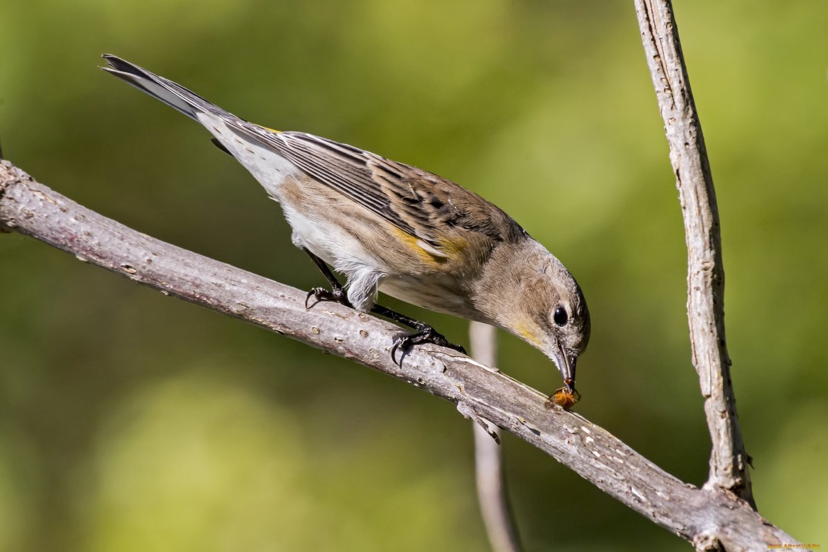 Ракетохвостый Колибри