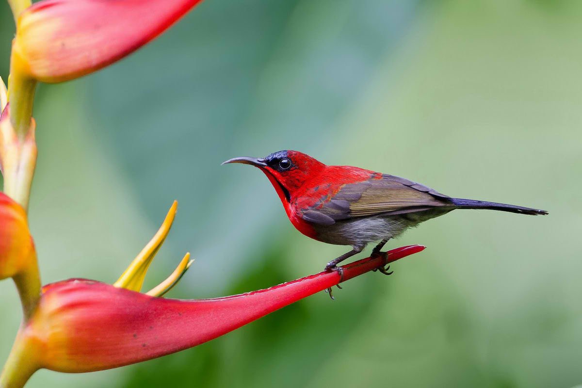 Золотой фазан ракетохвостый Колибри