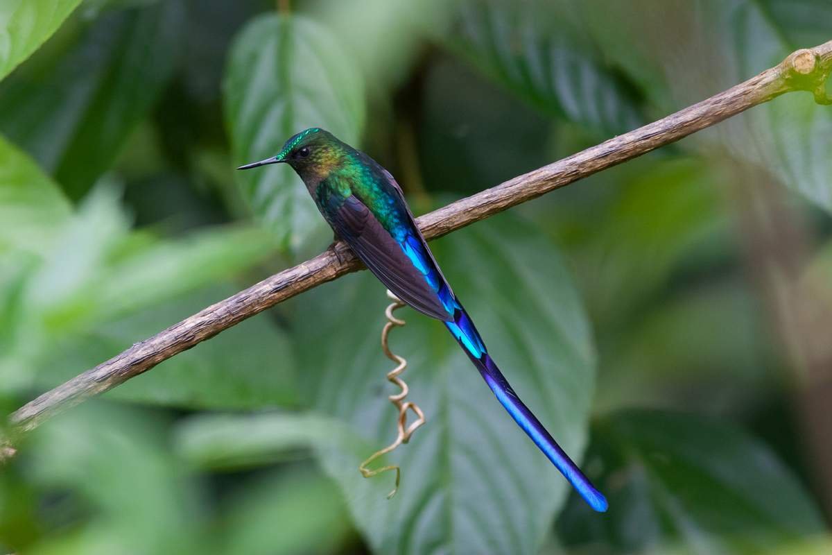 Длиннохвостая синица