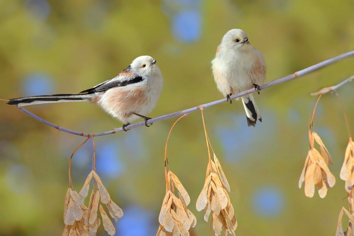 Квезаль птица