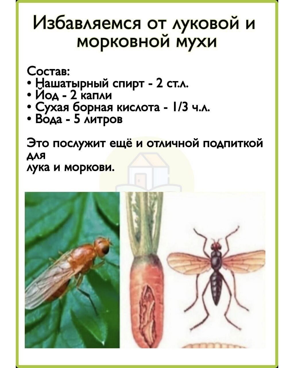 Луковая и морковная муха