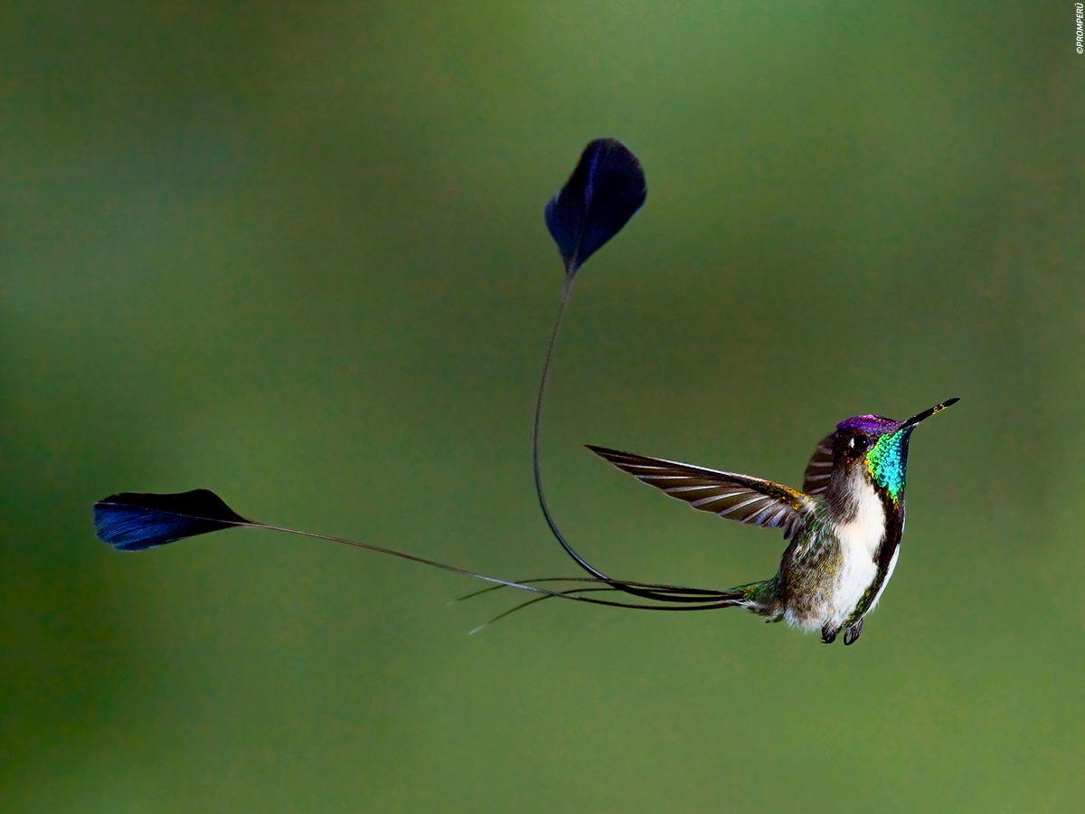 Сойка серая