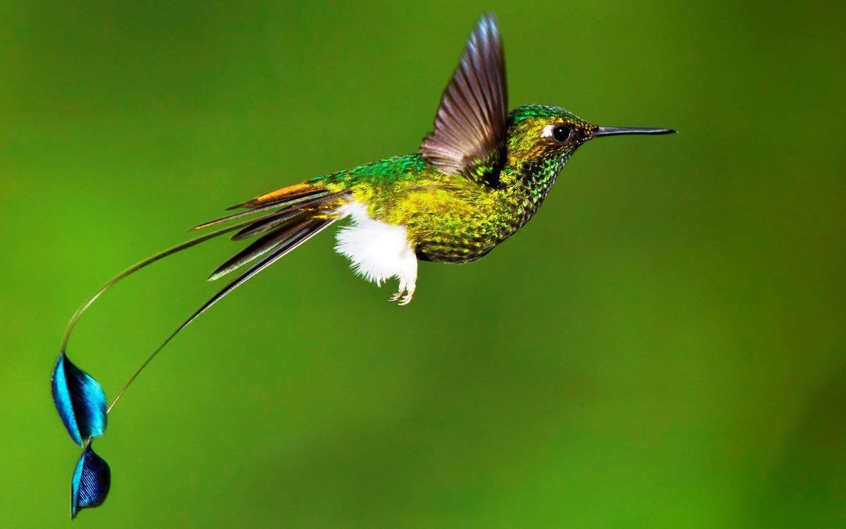 Маленькие белые птички