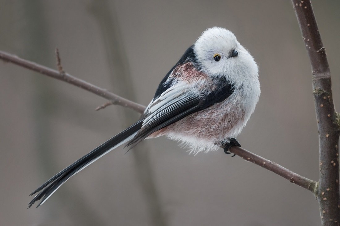 Птичка Колибри