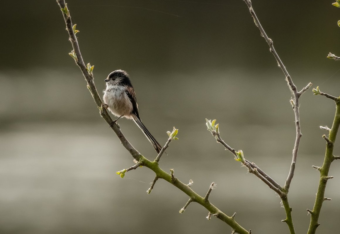 Маленькая серая птичка с длинным хвостом