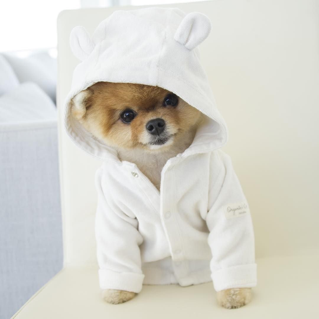 Милые собачки в одежде