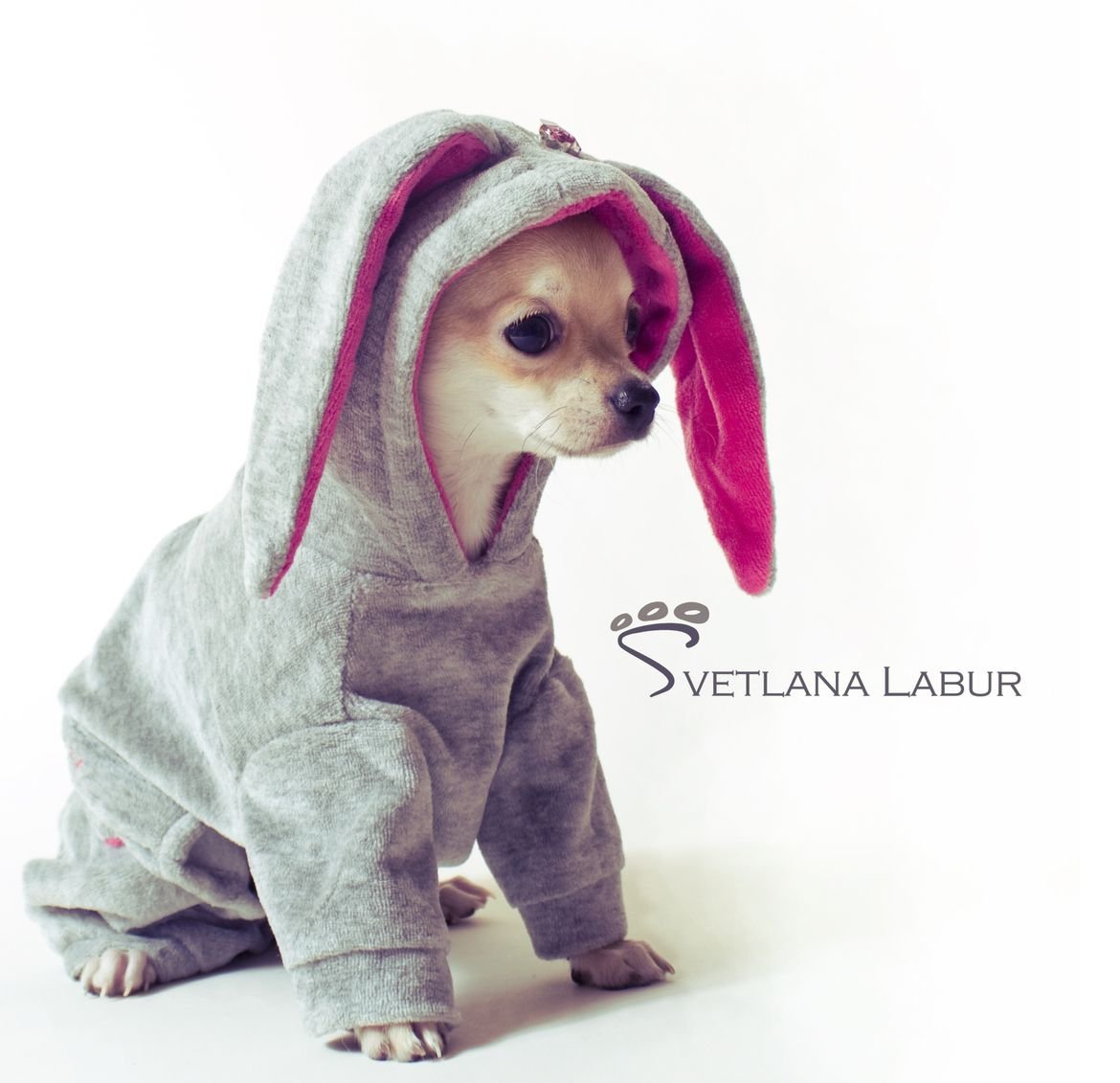 Чихуахуа в капюшоне