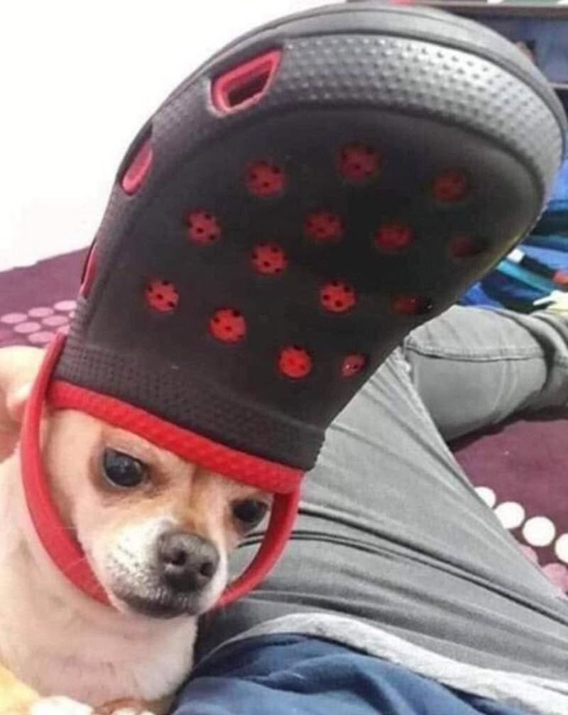 Чихуахуа в тапке