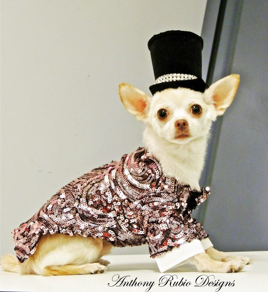 Чихуахуа в платье