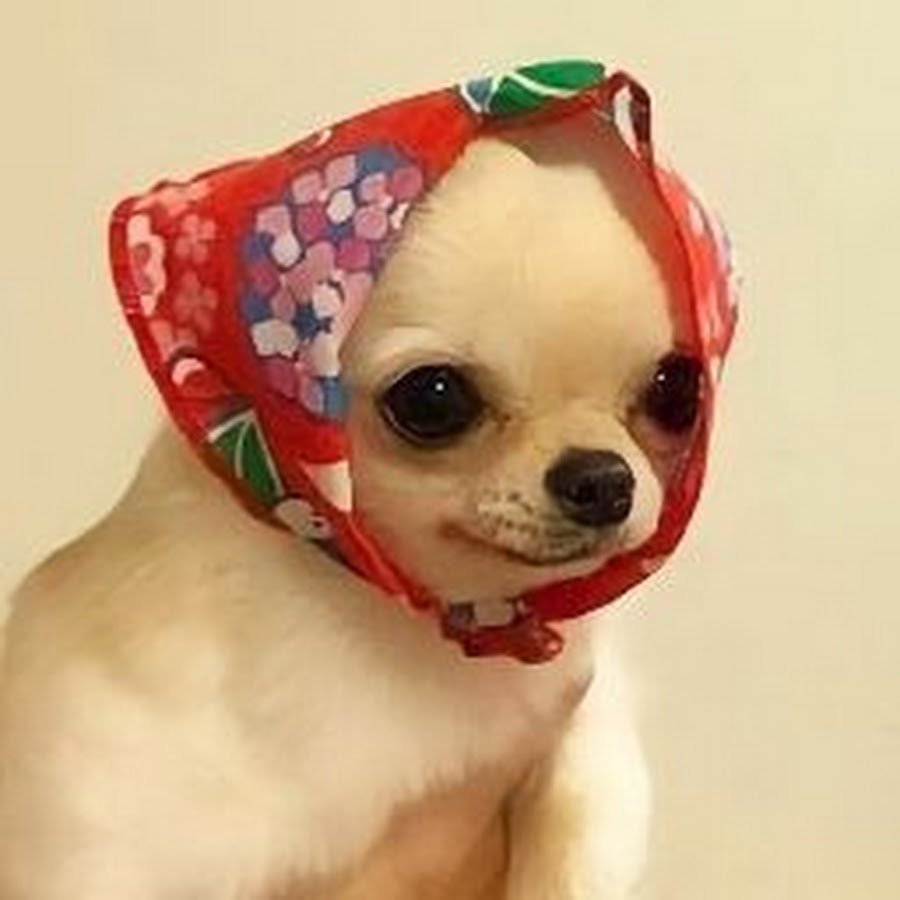 Чихуахуа в платке