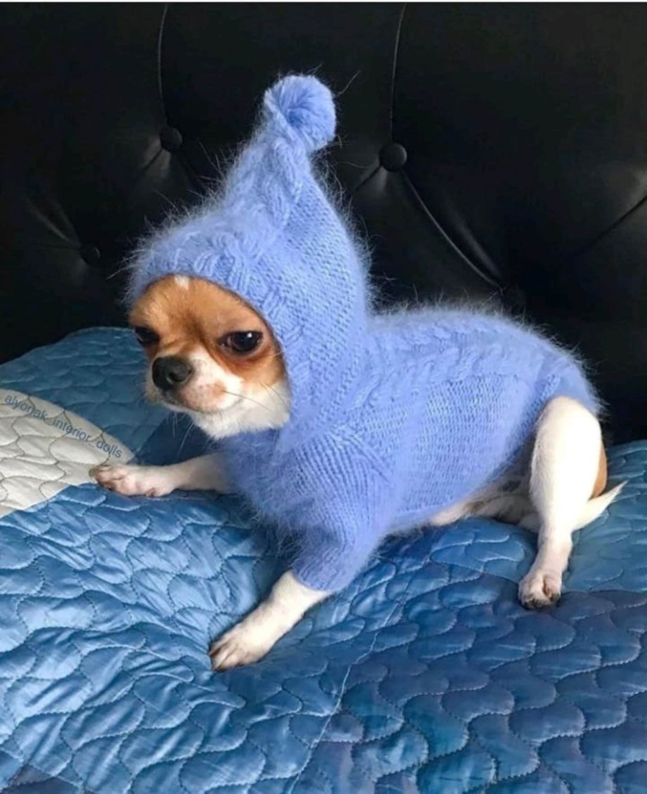 Вязаная одежда для чихуахуа