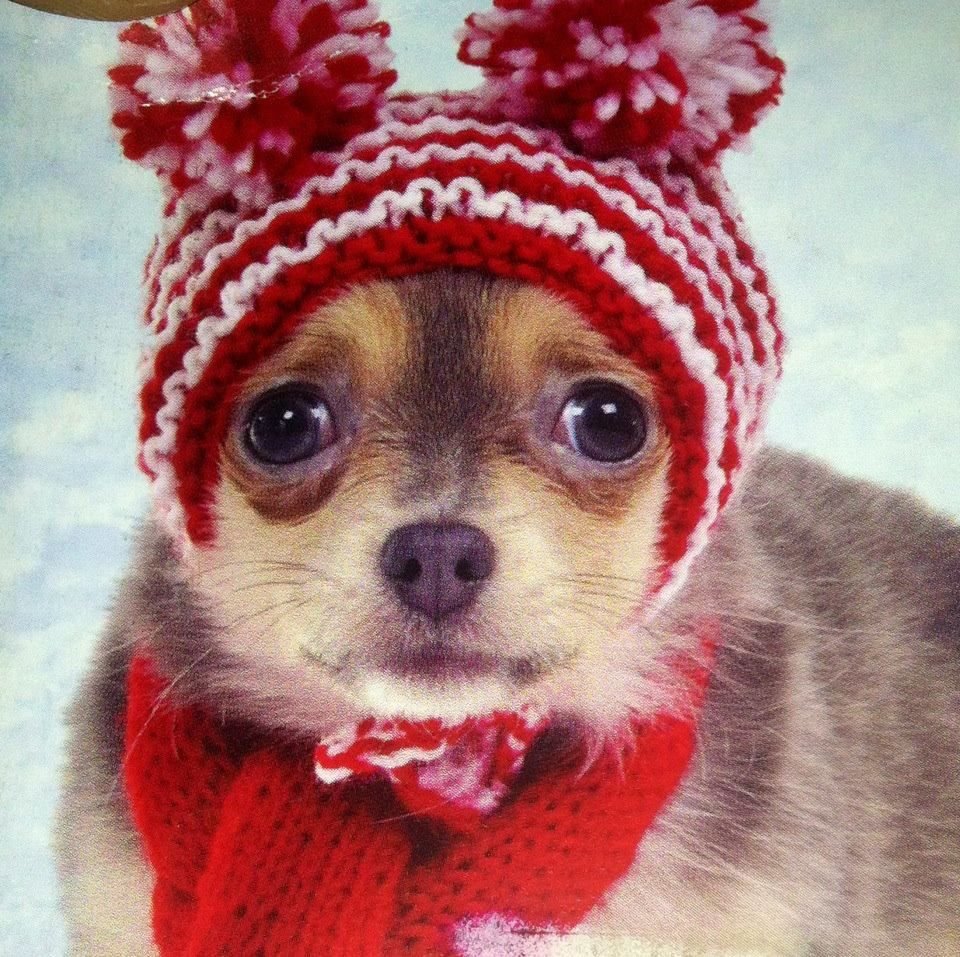 Чихуахуа в снегу