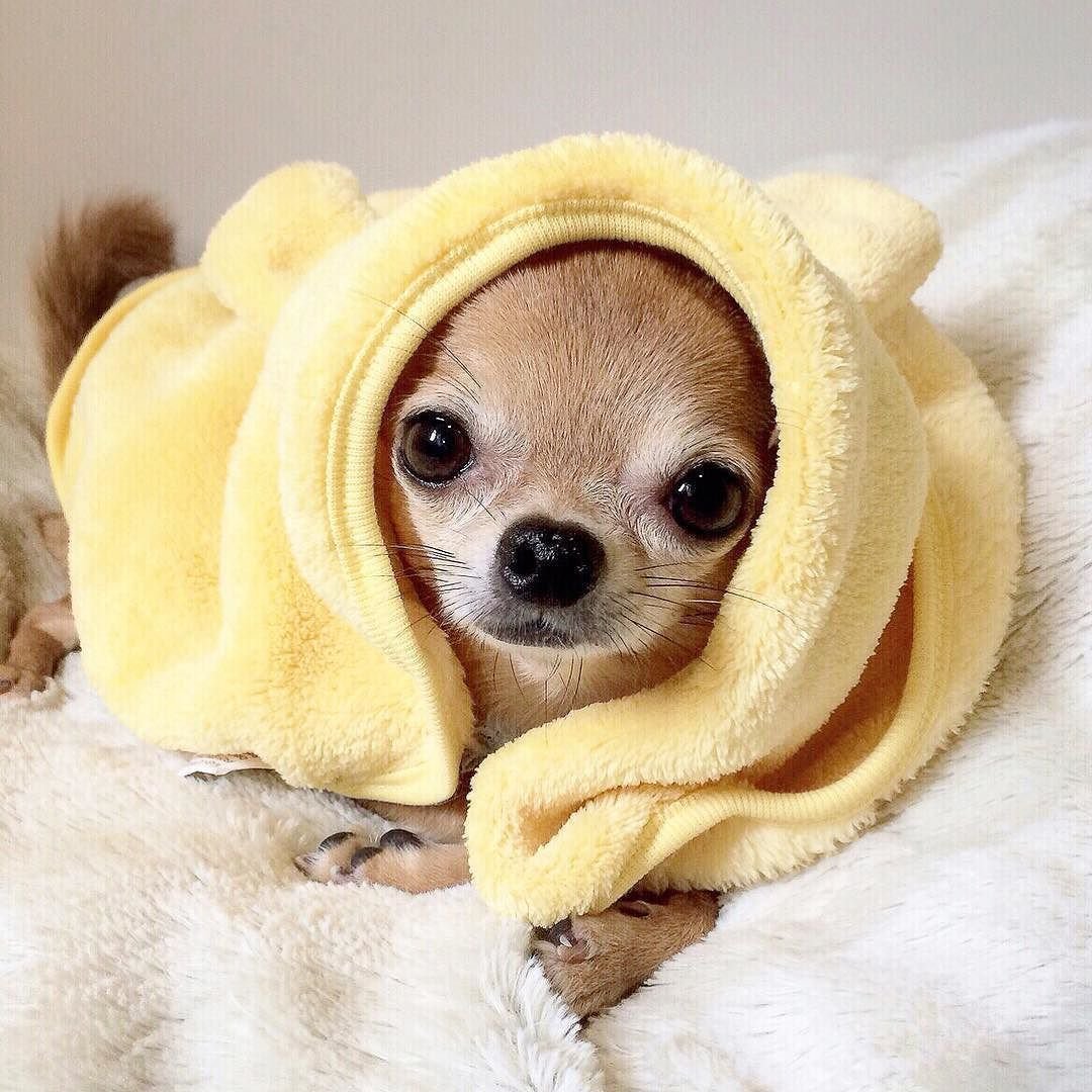 Миленькие собачки