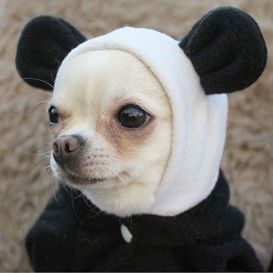 Смешная маленькая собачка