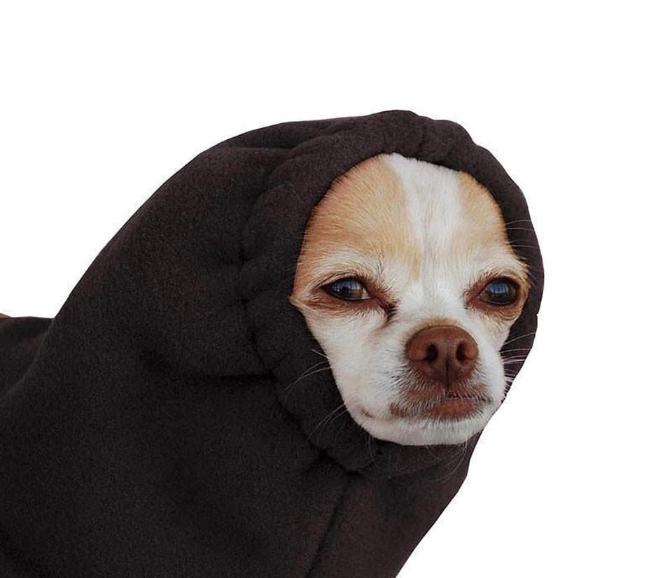 Собака в капюшоне