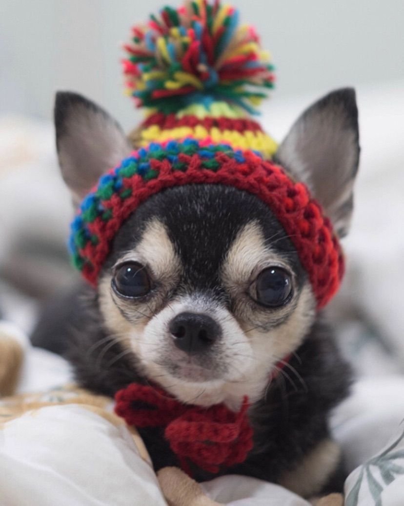 Чихуахуа Дарси