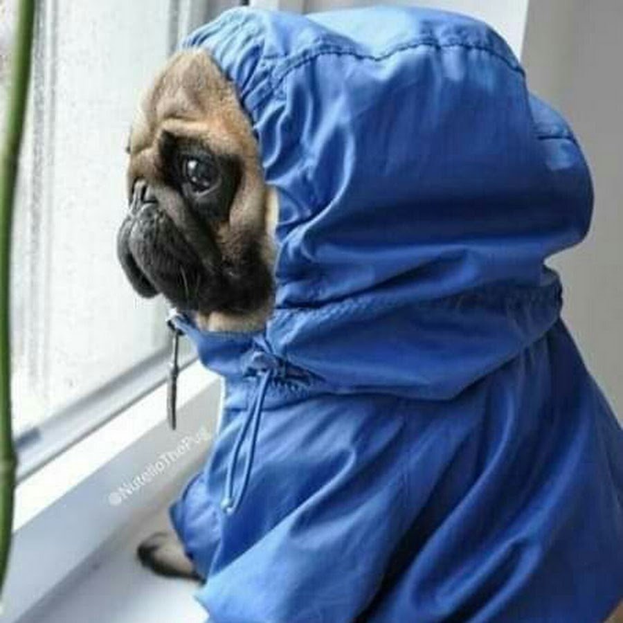 Дождевик для МОПСА