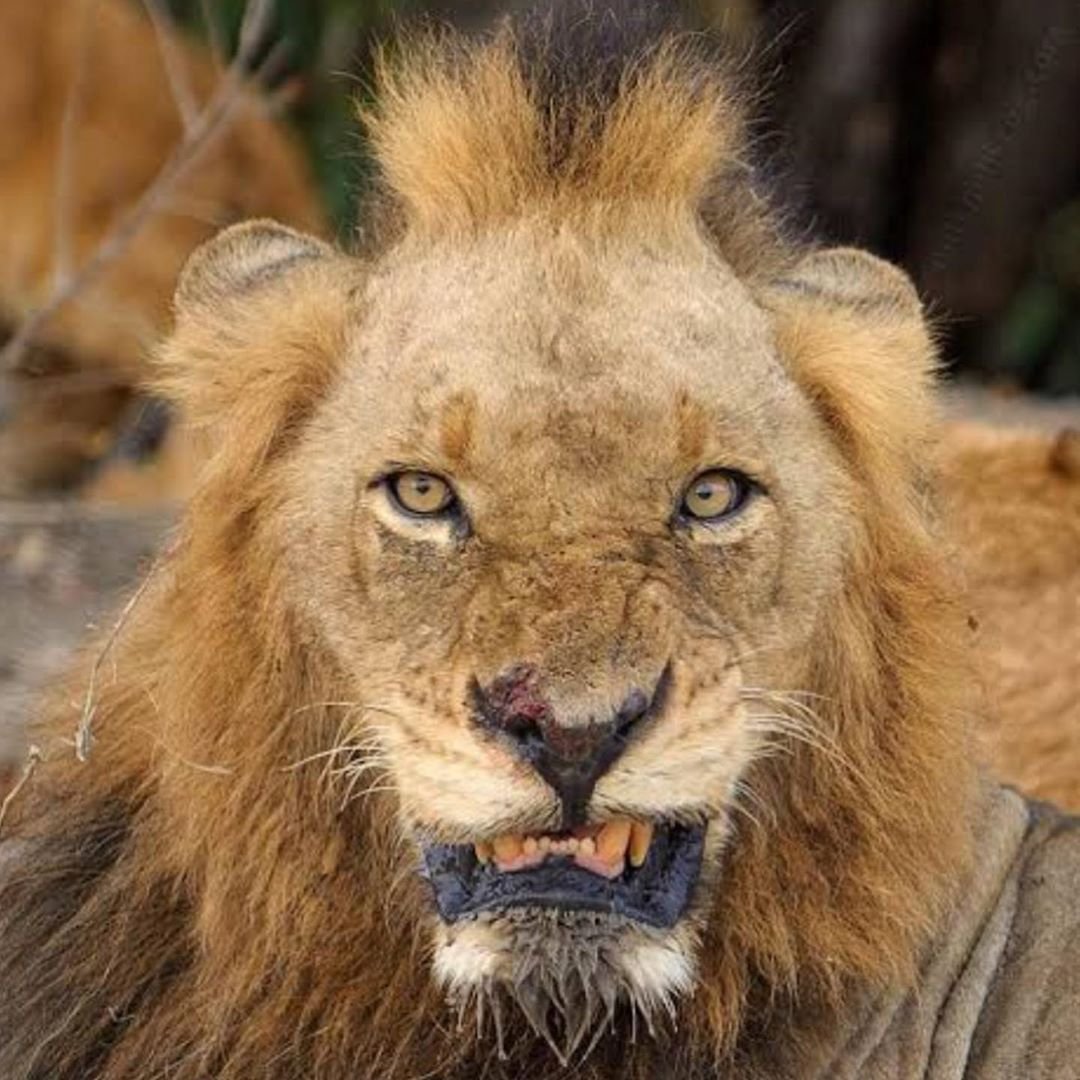 Африканский Лев фото