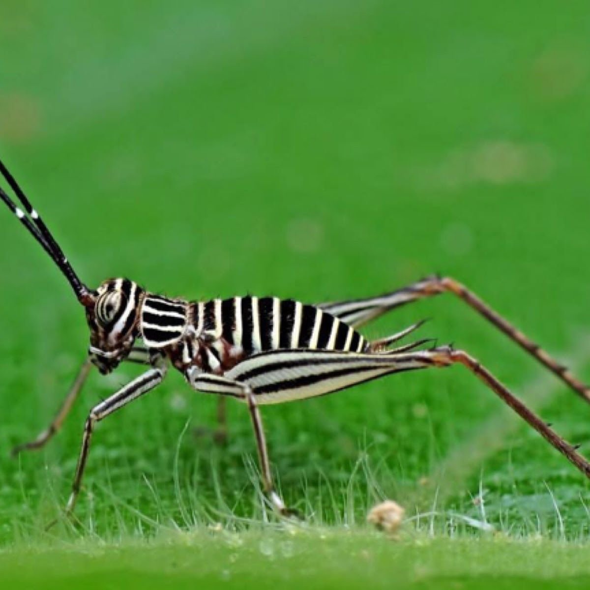 Винусуэльский пуделëвый матылëк