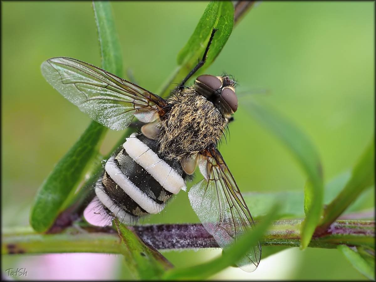 Эуфолюс великолепный Жук