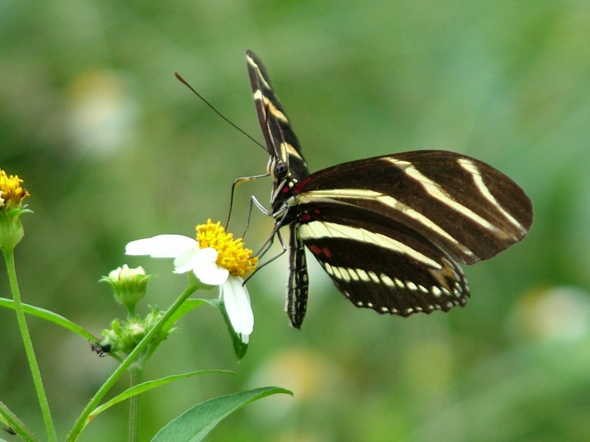 Полосатые насекомые