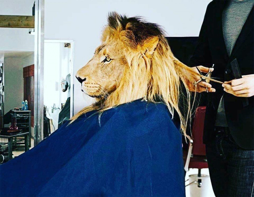 Лысая шимпанзе