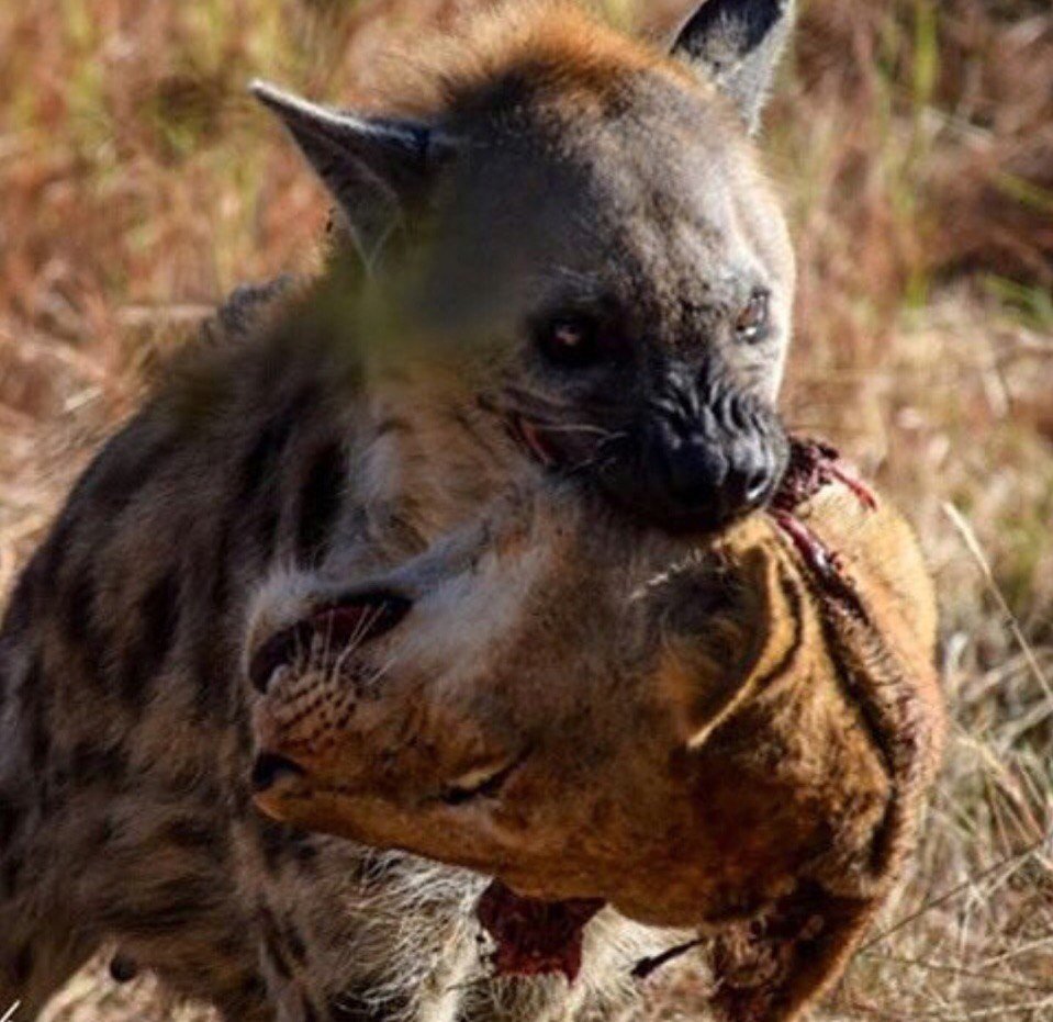 Лысый зверек