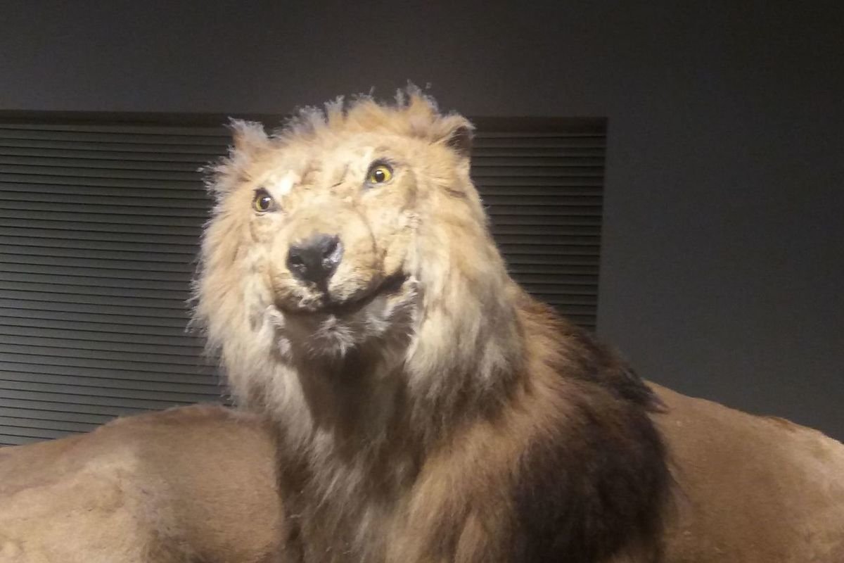 Уродливый Лев