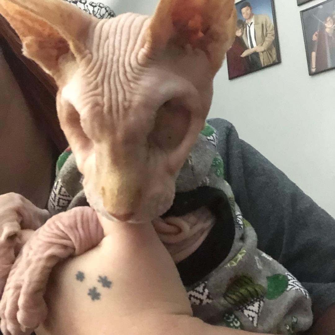 Смешной Лев