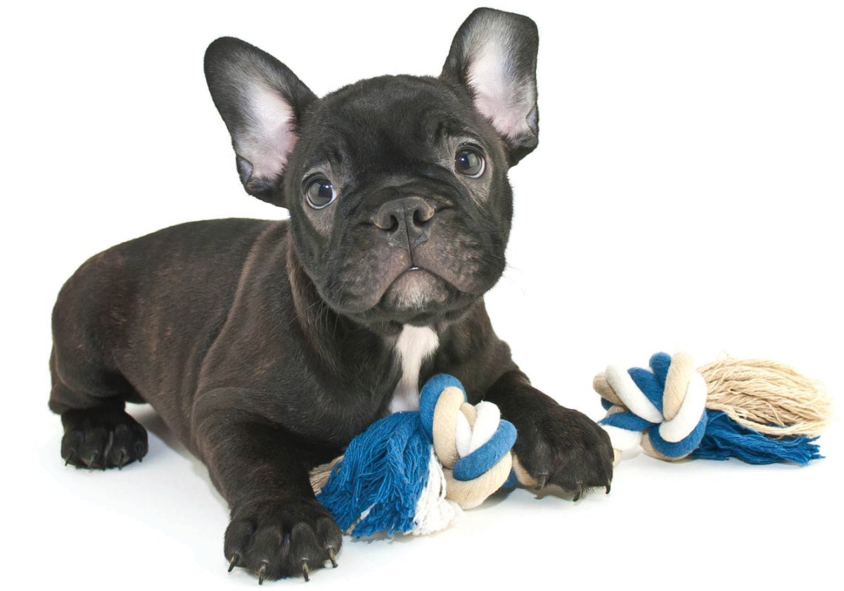 Французский бульдог