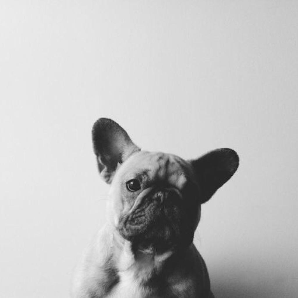 Французский бульдог на заставку