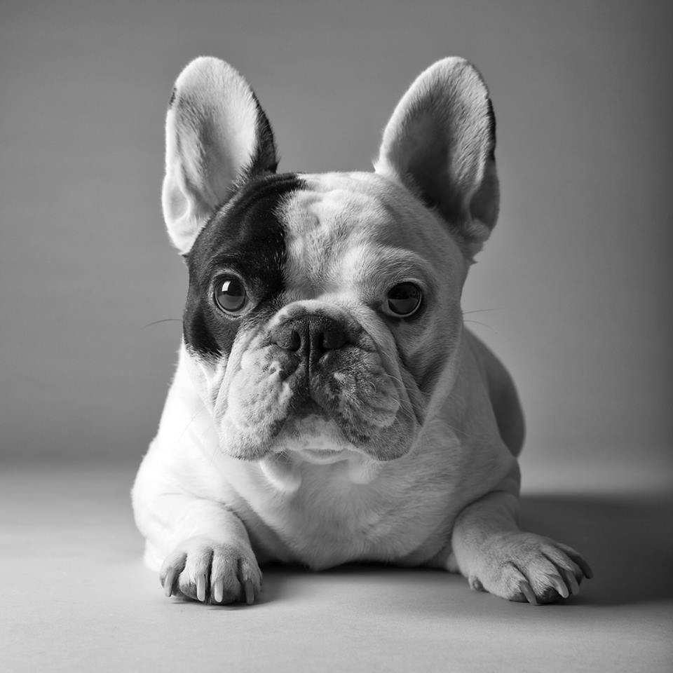 Французский бульдог
