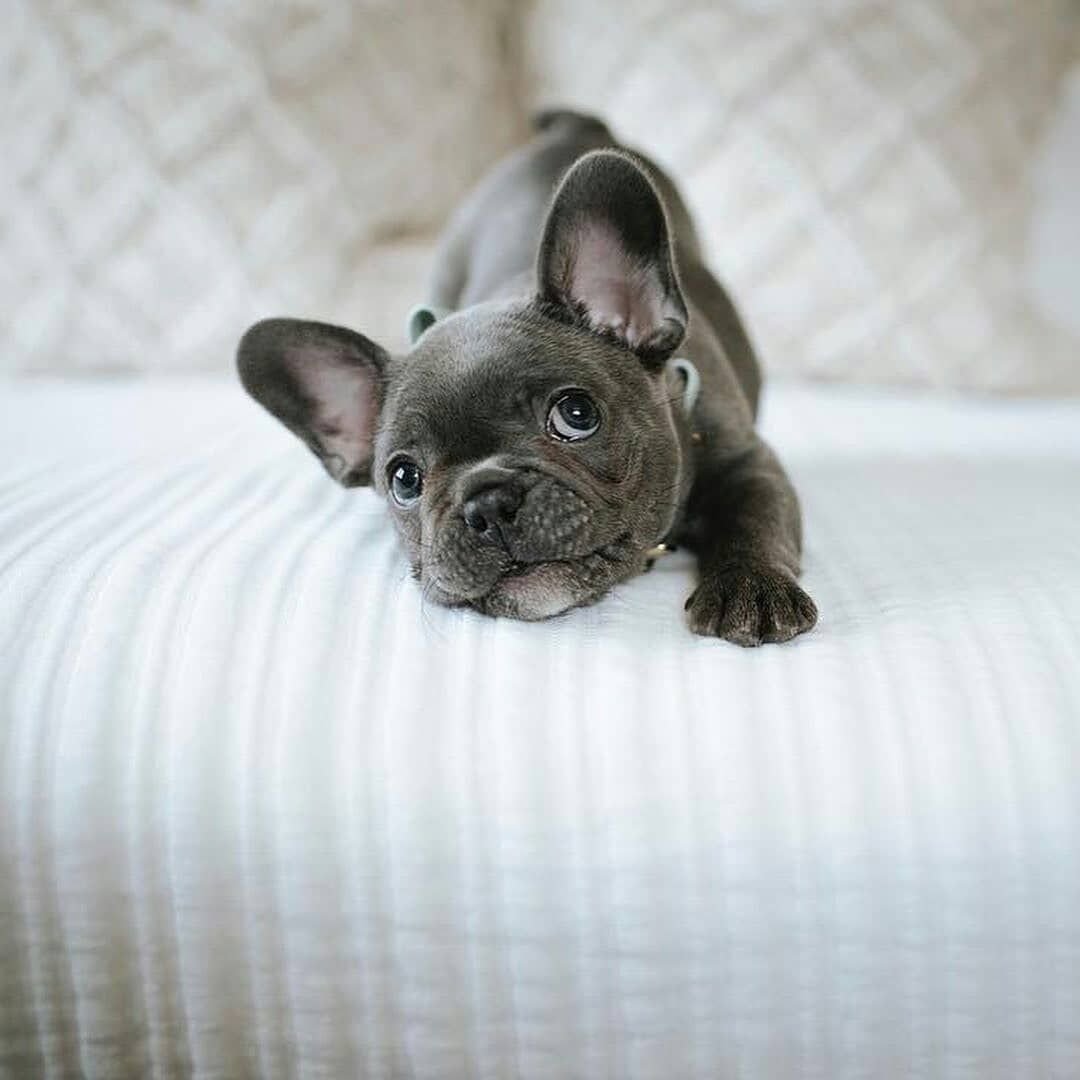 Милые собачки французский бульдог