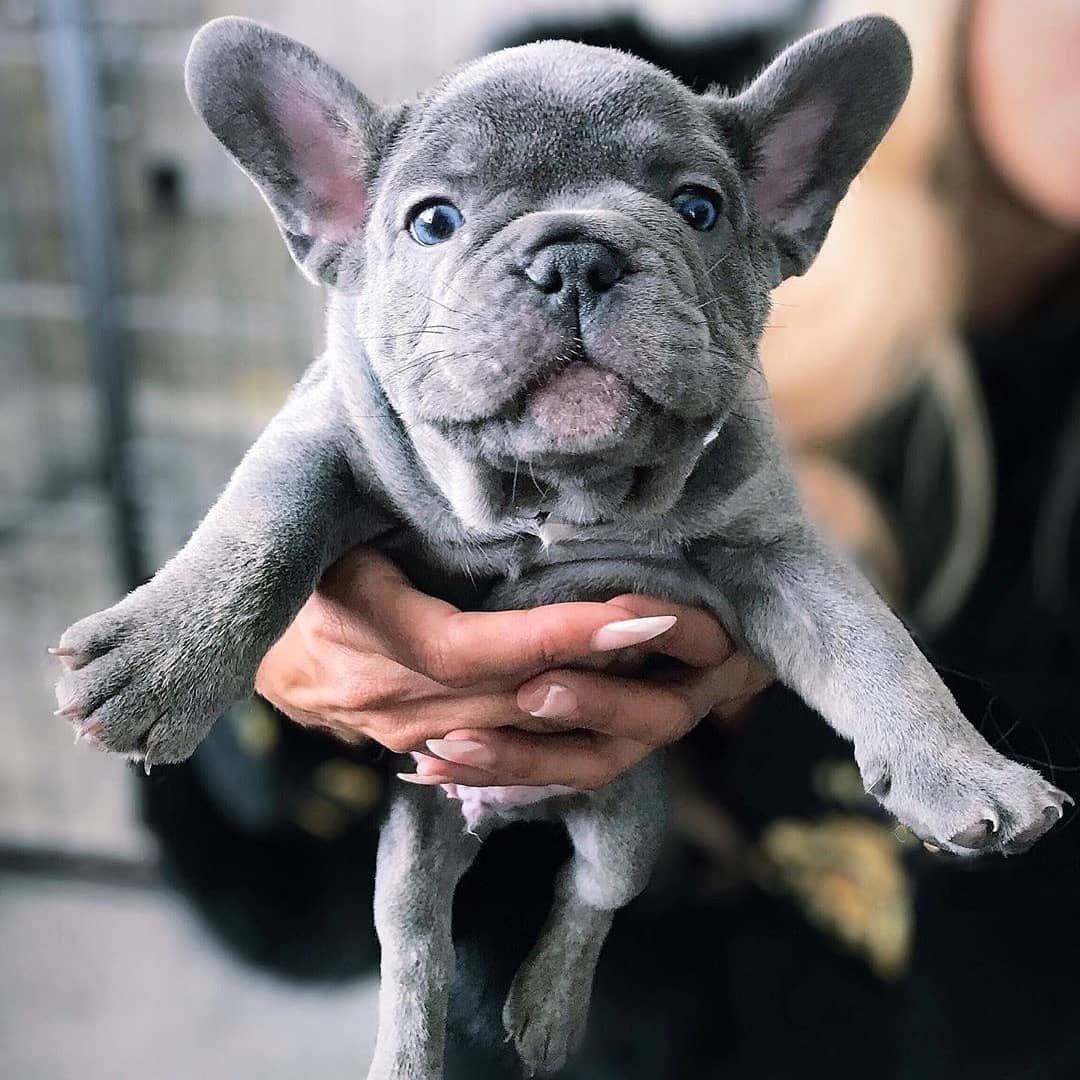 Бойцовский французский бульдог