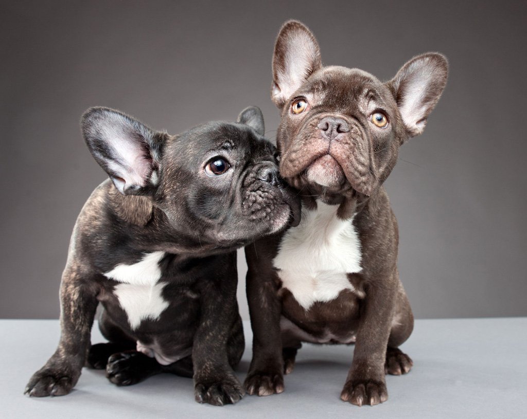 Забавный бульдог